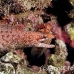 eel_moray_barredfin_nus_h_0705_png1801.jpg